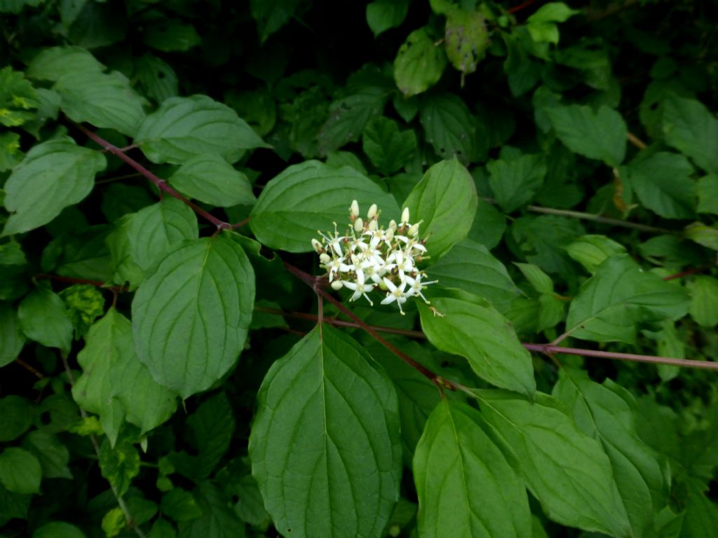 Cornus sanguinea